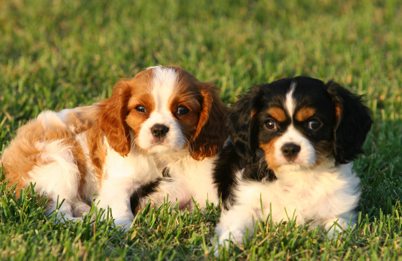 The 8 Best Dog Breeds for Families