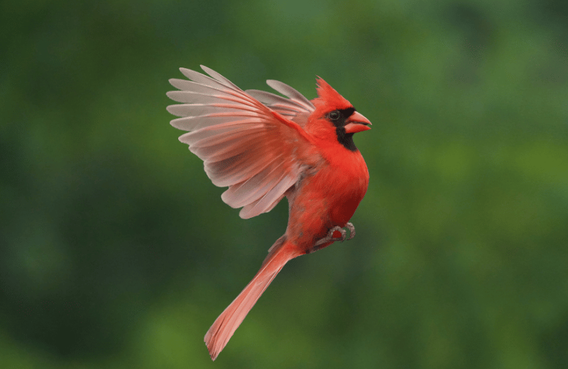 cardinal flying