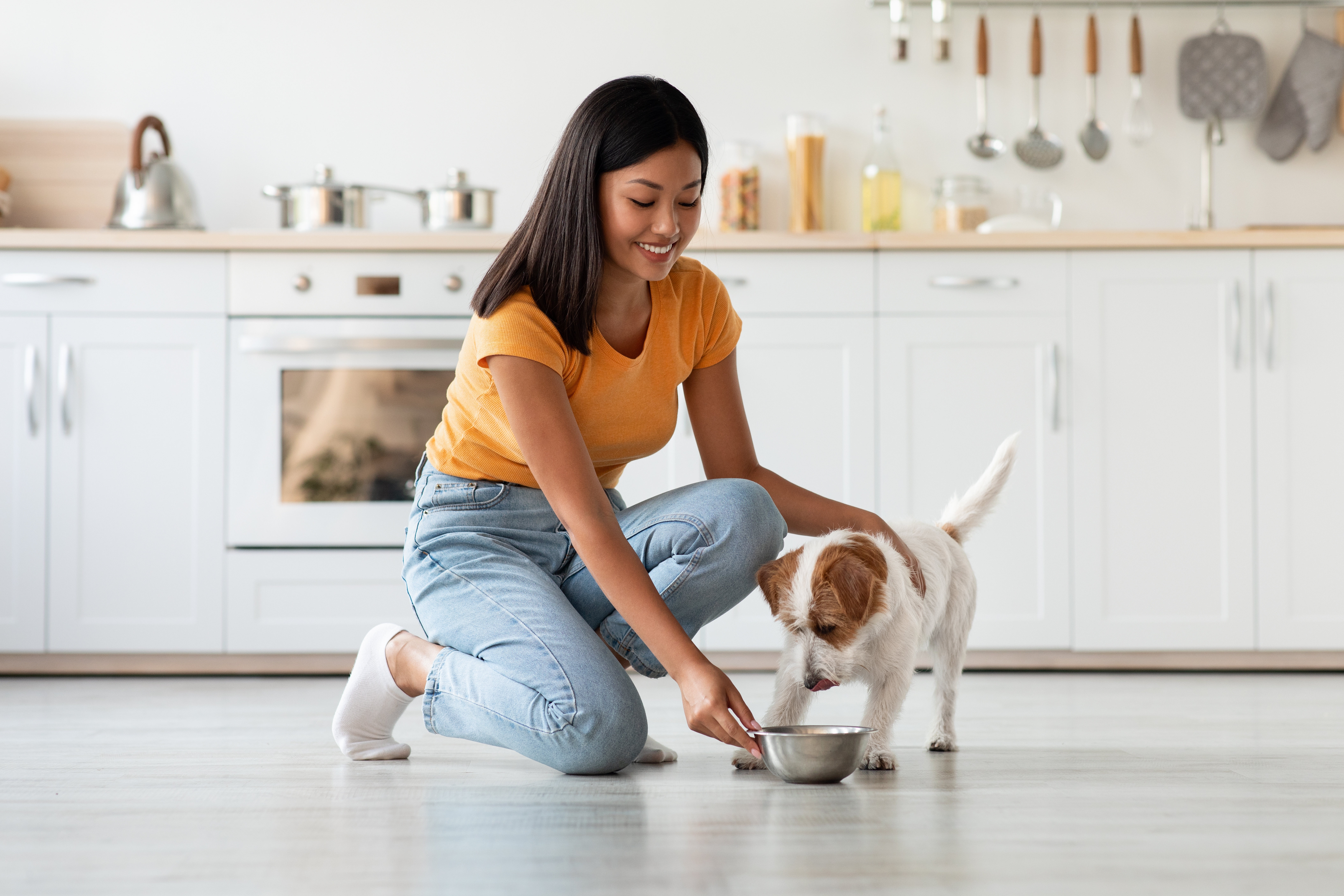 Brown and white puppy eating a bowl of dog food