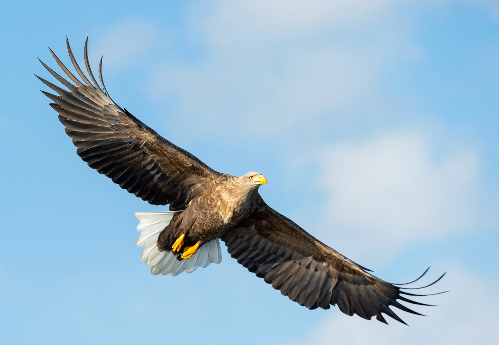 White-Tailed Eagle