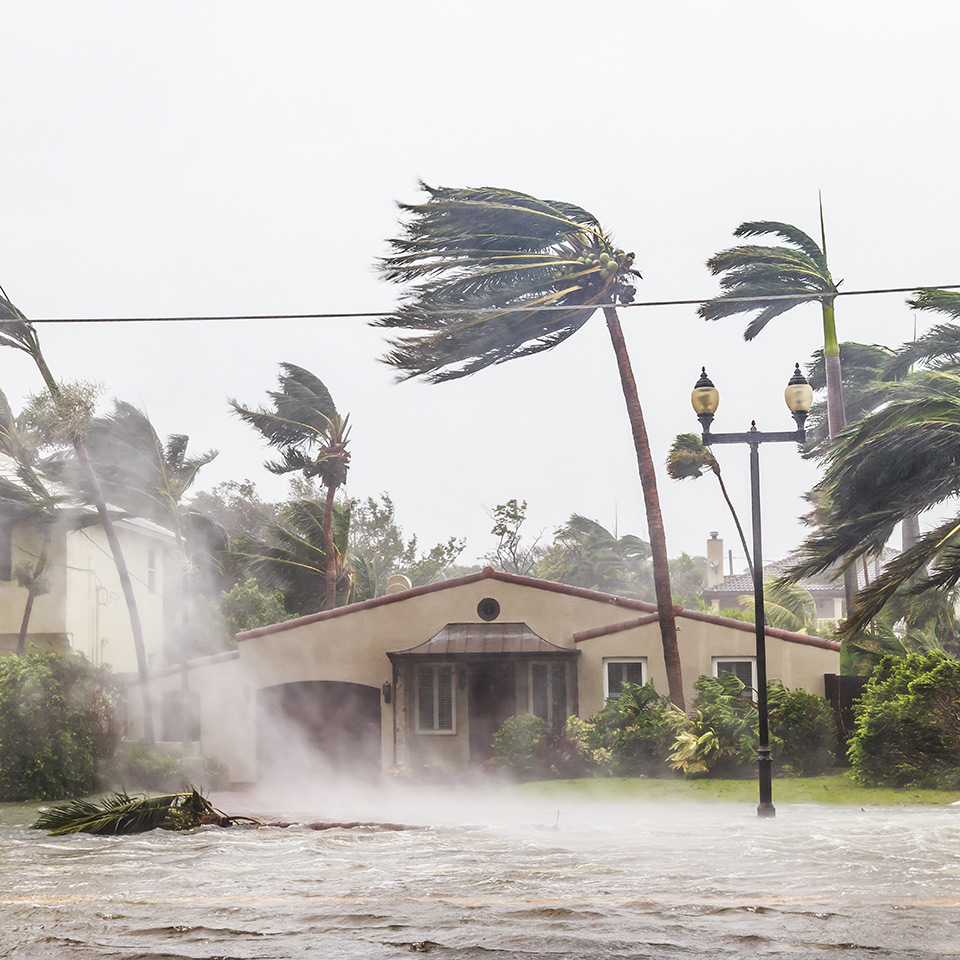 Trees blowing in the wind during a hurricane.