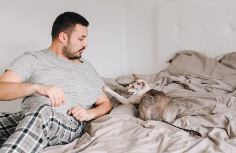 cat attacking owner on bed
