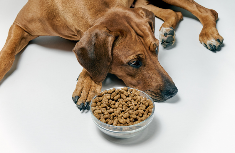 Dog with loss of appetite