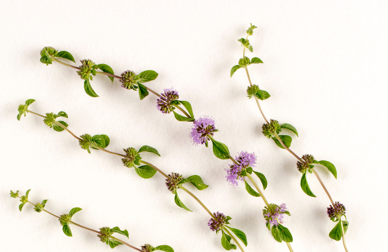 What Types of Pennyroyal Tea Can You Drink?