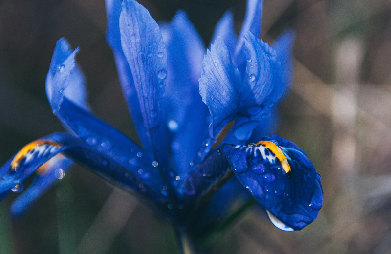 blue iris