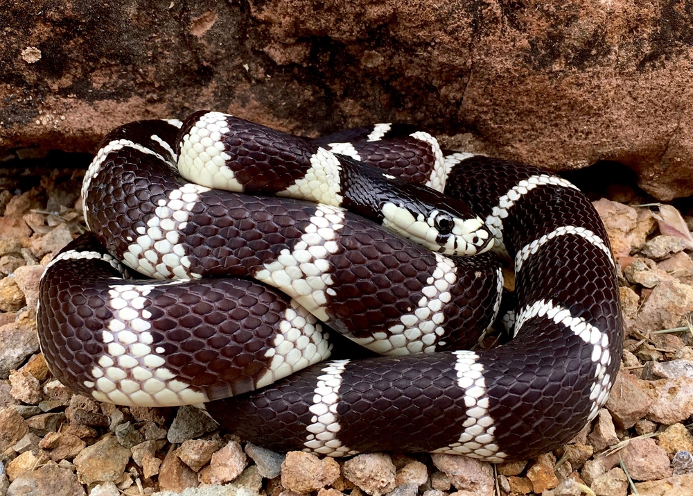 California King Snake