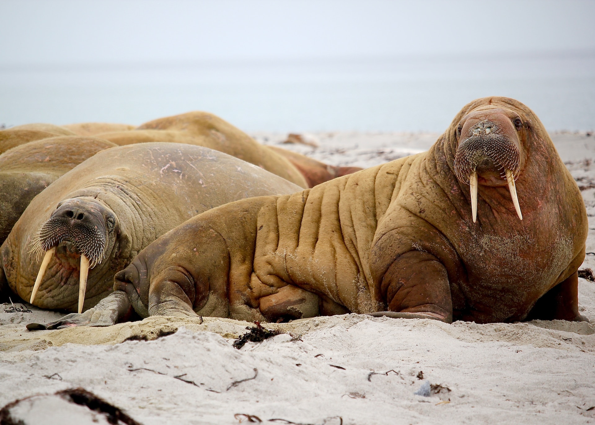 Walruses