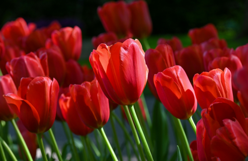 red tulips in garden