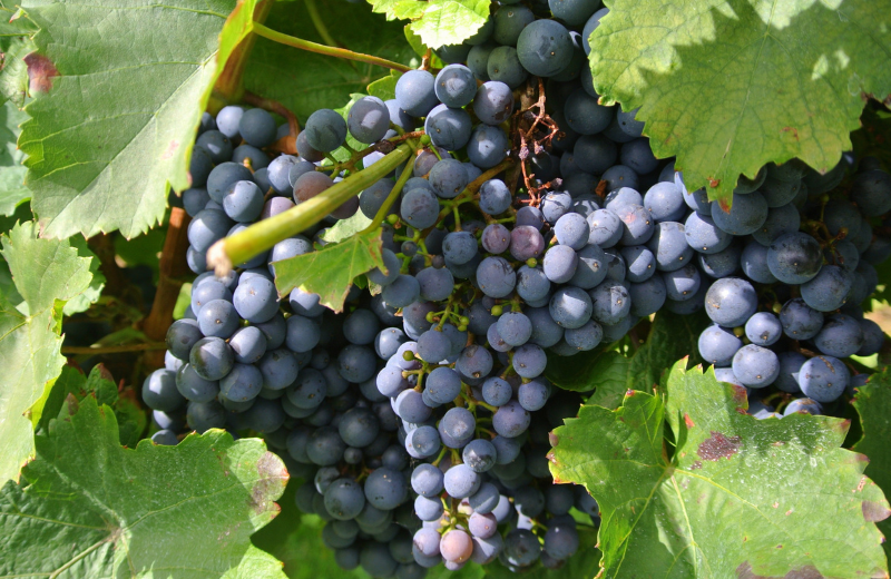 purple grapes in a tree