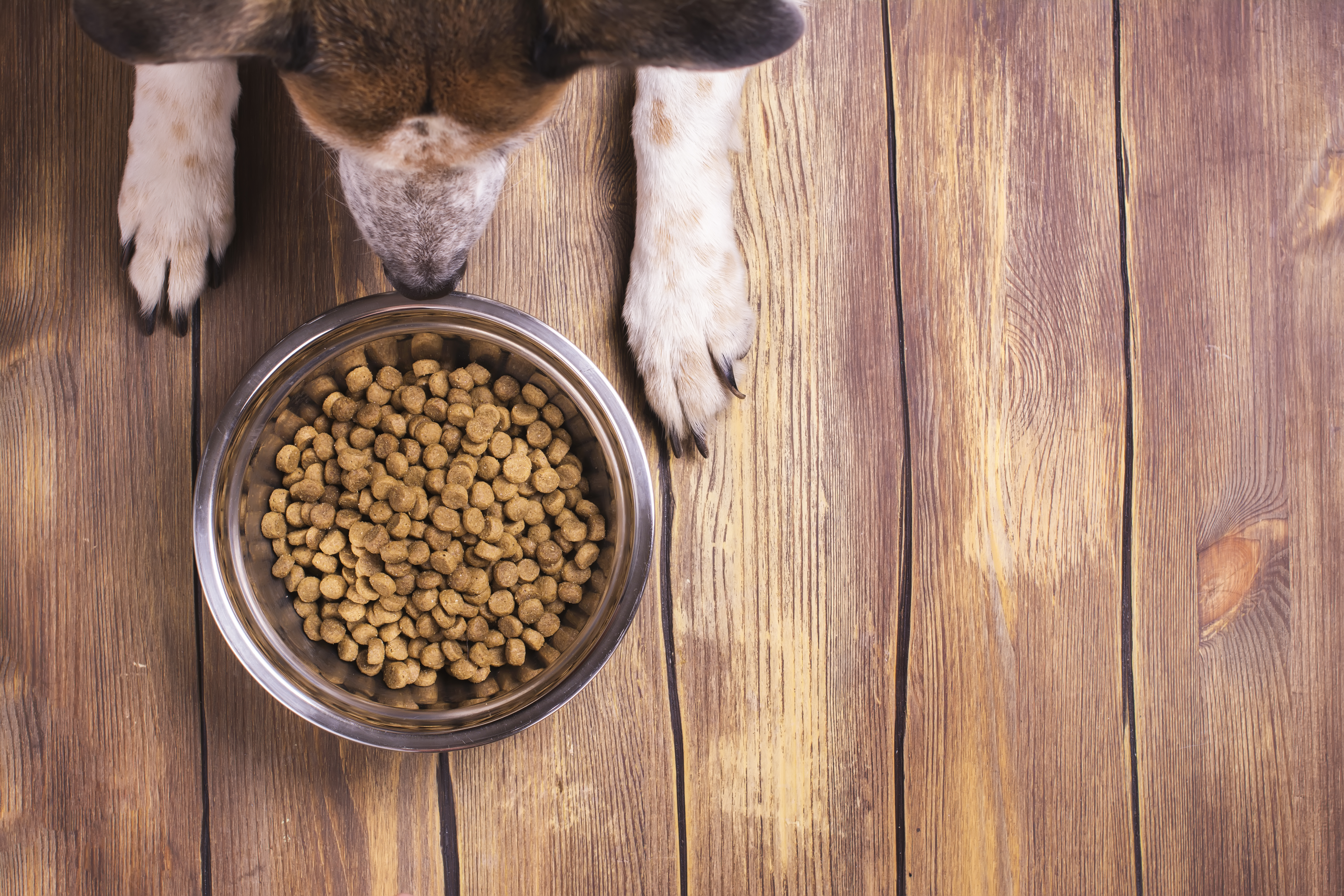 Dog looking into a bowl of dog biscuits