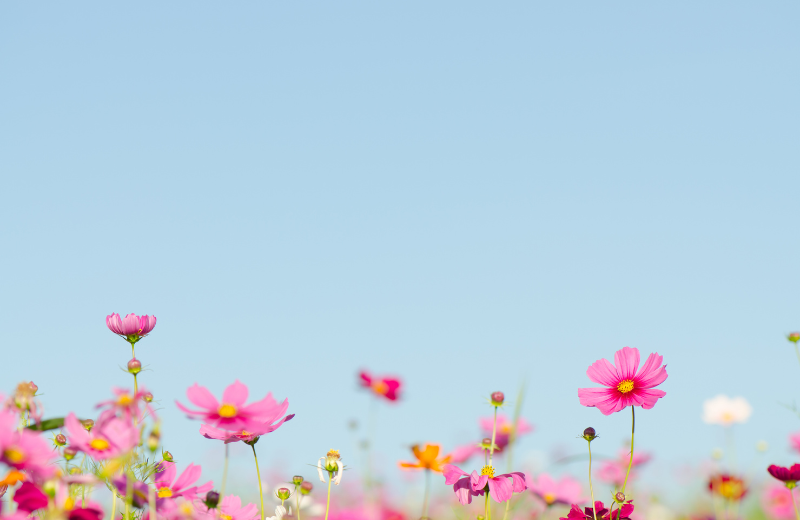 cosmos in field blue sky
