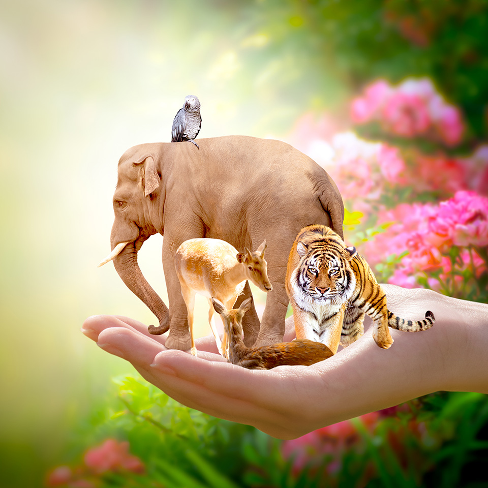 An elephant, tiger, deer, and a parrot in a human hand in front of a nature background