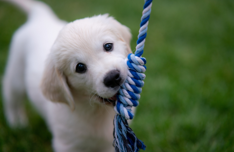 Teaching Your Puppy Recall
