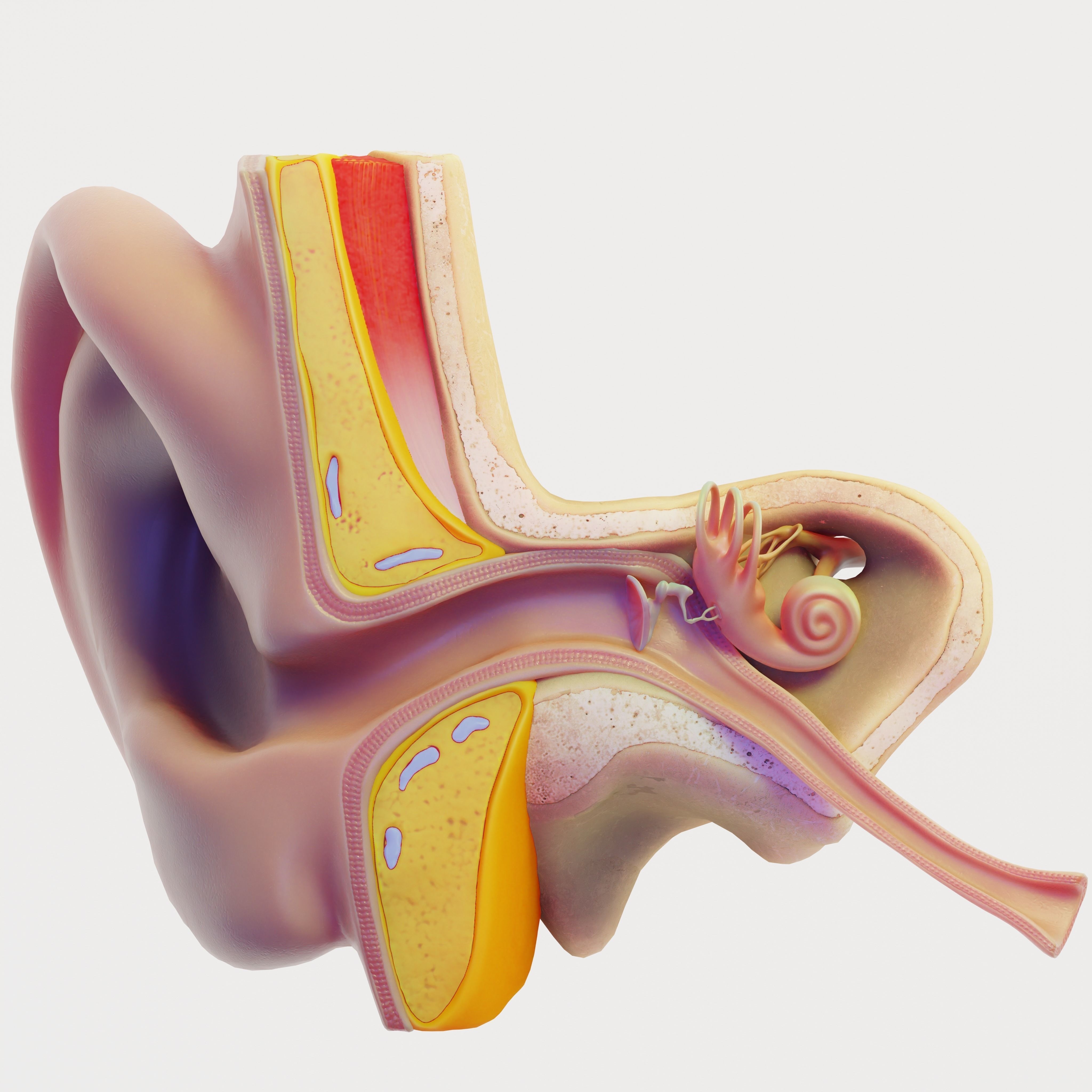 The human ear.