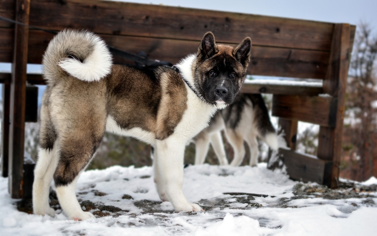 Akita with a curly tail