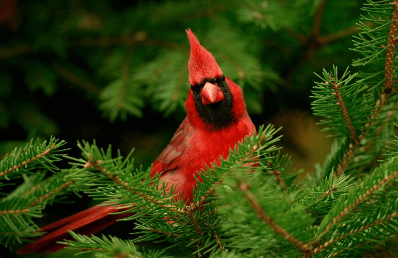 red cardinal in a pine tree