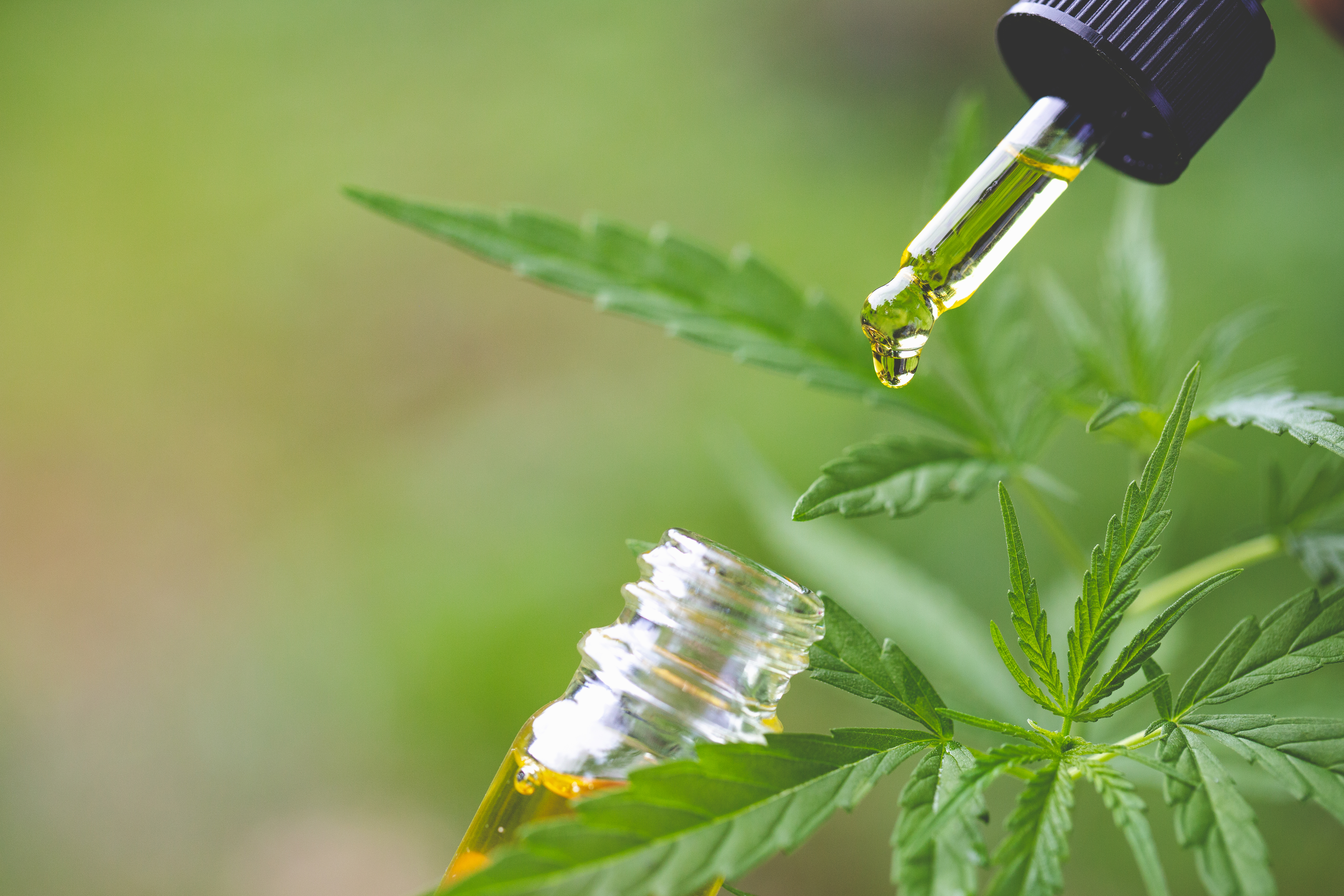 Hemp oil bottle and cannabis leaf