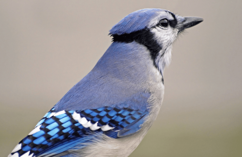 Close up of blue jay