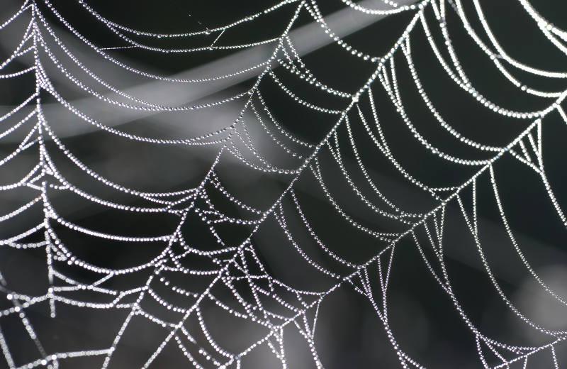 Are Spiders a Danger to Cats