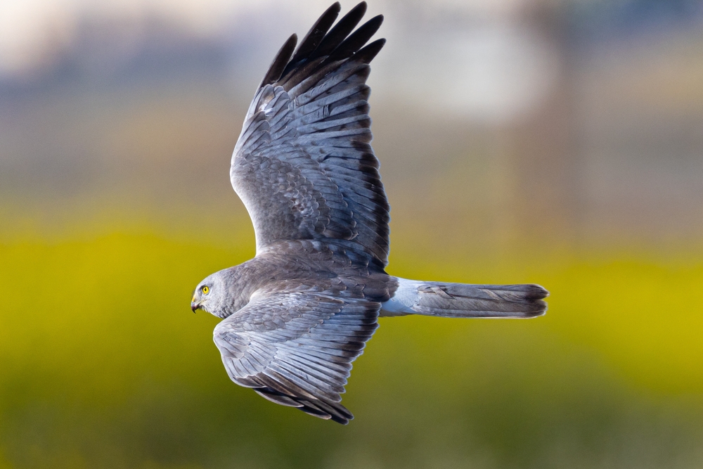 Hen Harrier