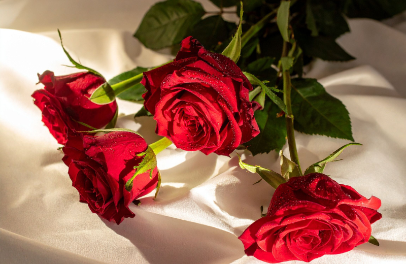 red roses on white sheet