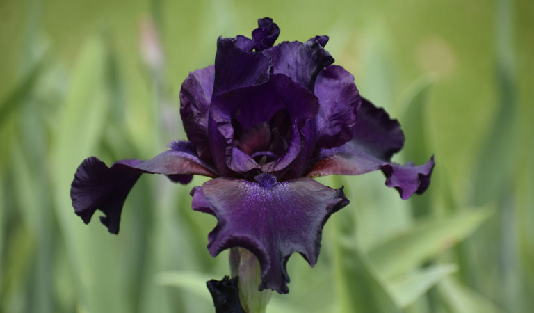 black iris