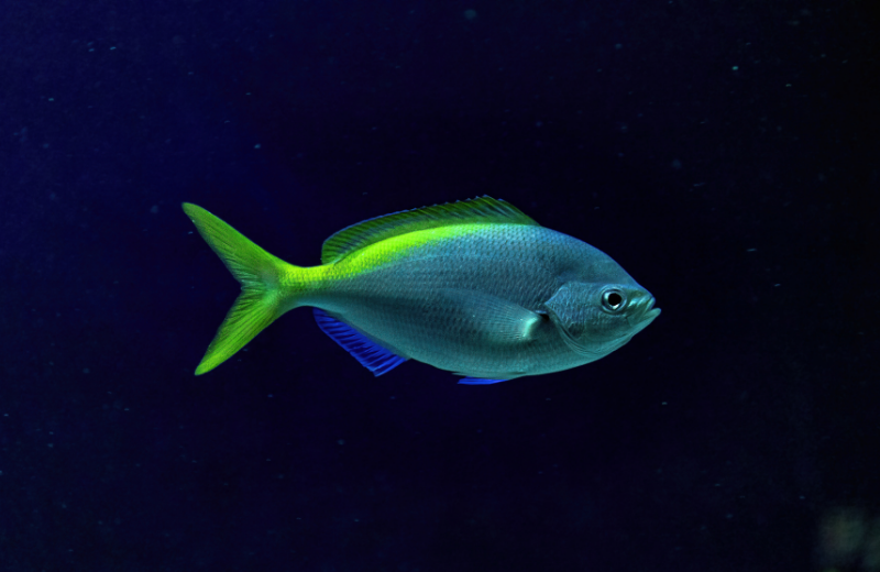 green and blue fish