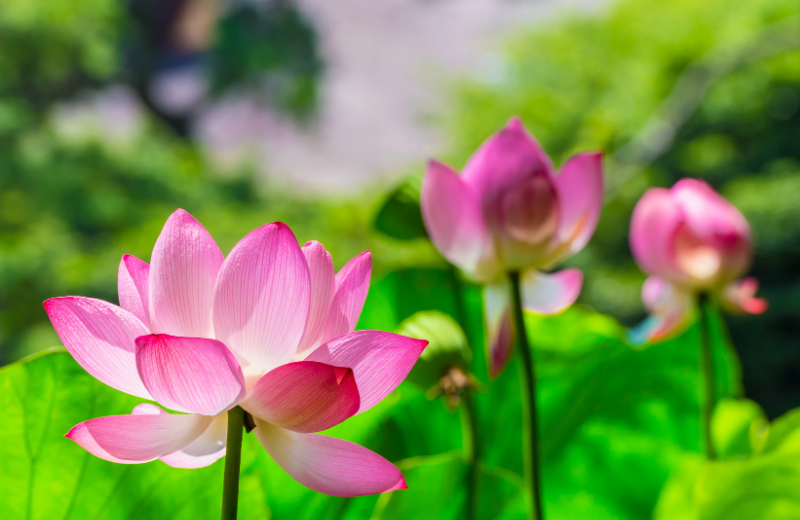 dark pink lotus flowers