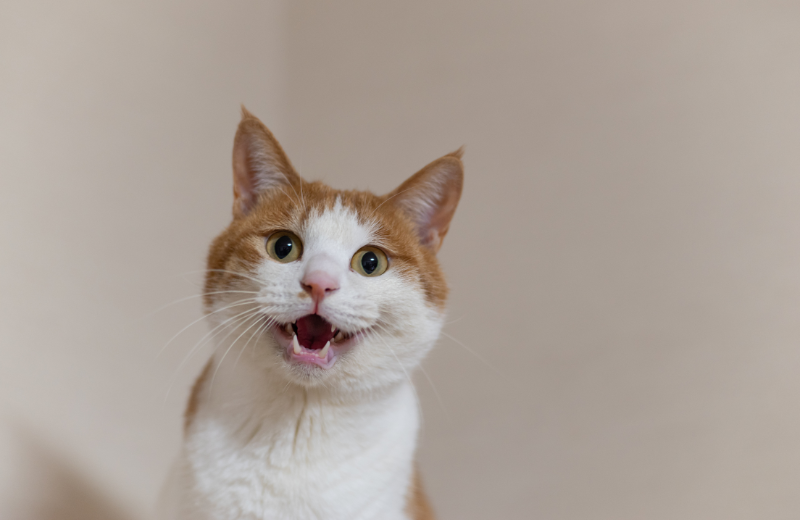 meowing ginger and white cat