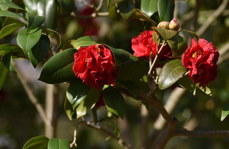 red Camellias 