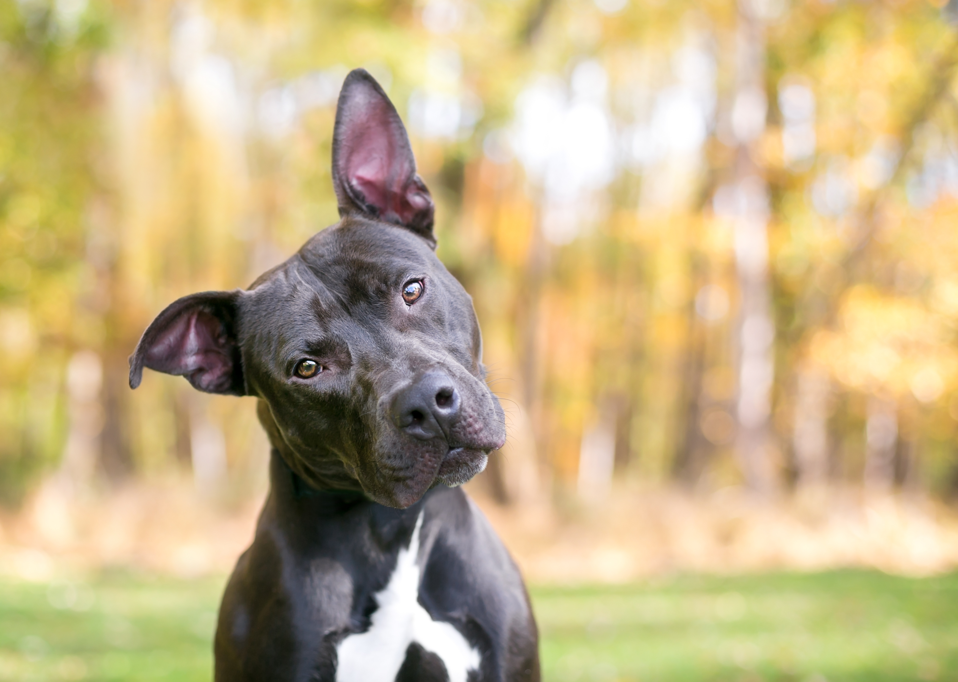 Dog body language dog cocked head