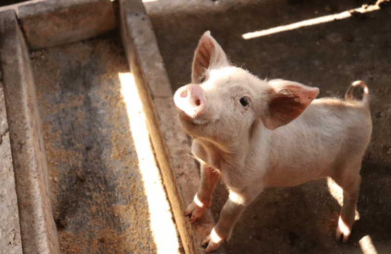 piglet at farm