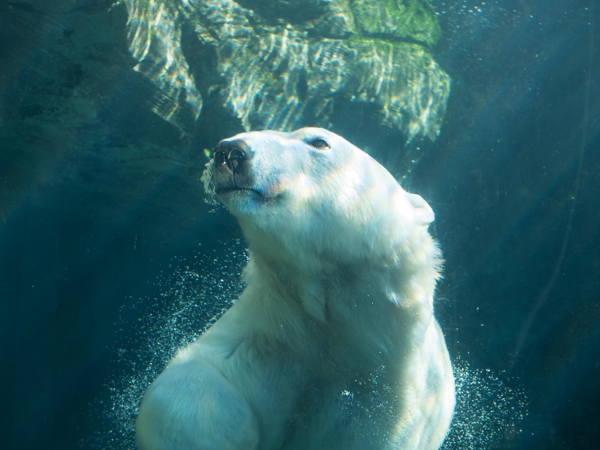 Swimming Polar Bear