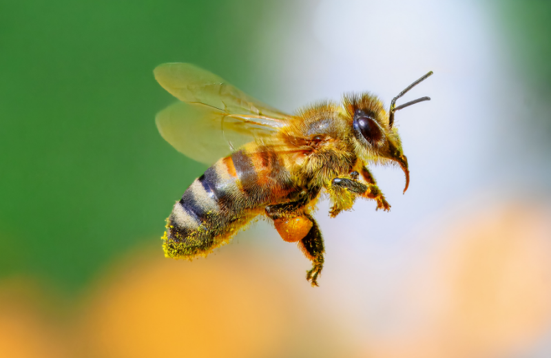 close up of a bee with pollen on it