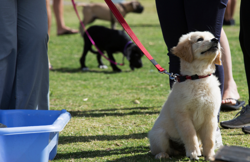 Image of a puppy at training