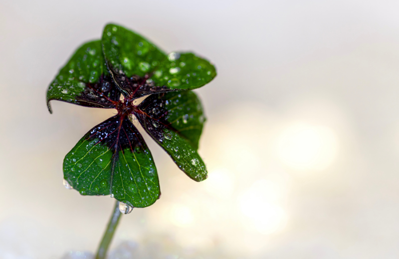 Lucky and Unlucky Signs in 2026