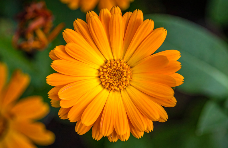 orange Calendula flower