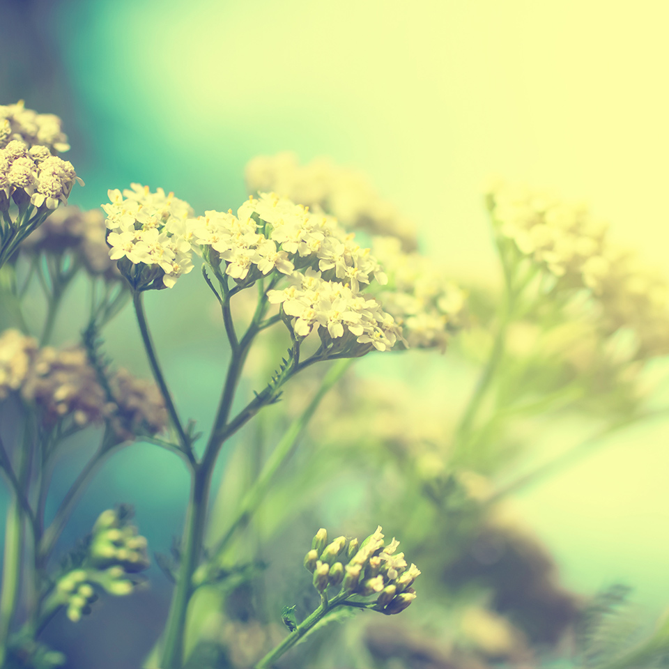 Yarrow flowers in a the sunlight