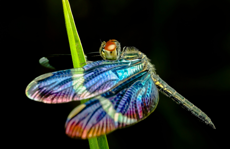 Is Seeing a Dragonfly Good Luck?