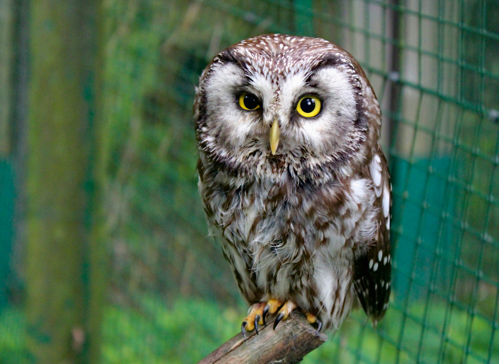 Tawny Owl