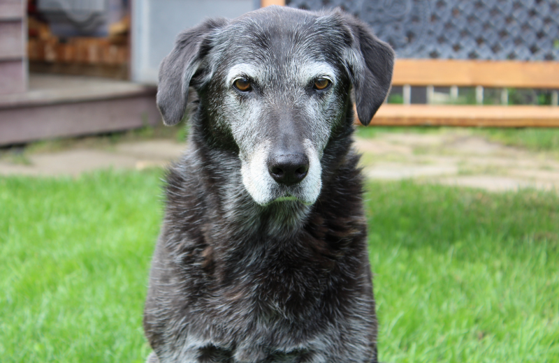 At What Age Is a Dog Considered Old