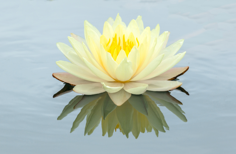 The Lotus Flower hindu symbol