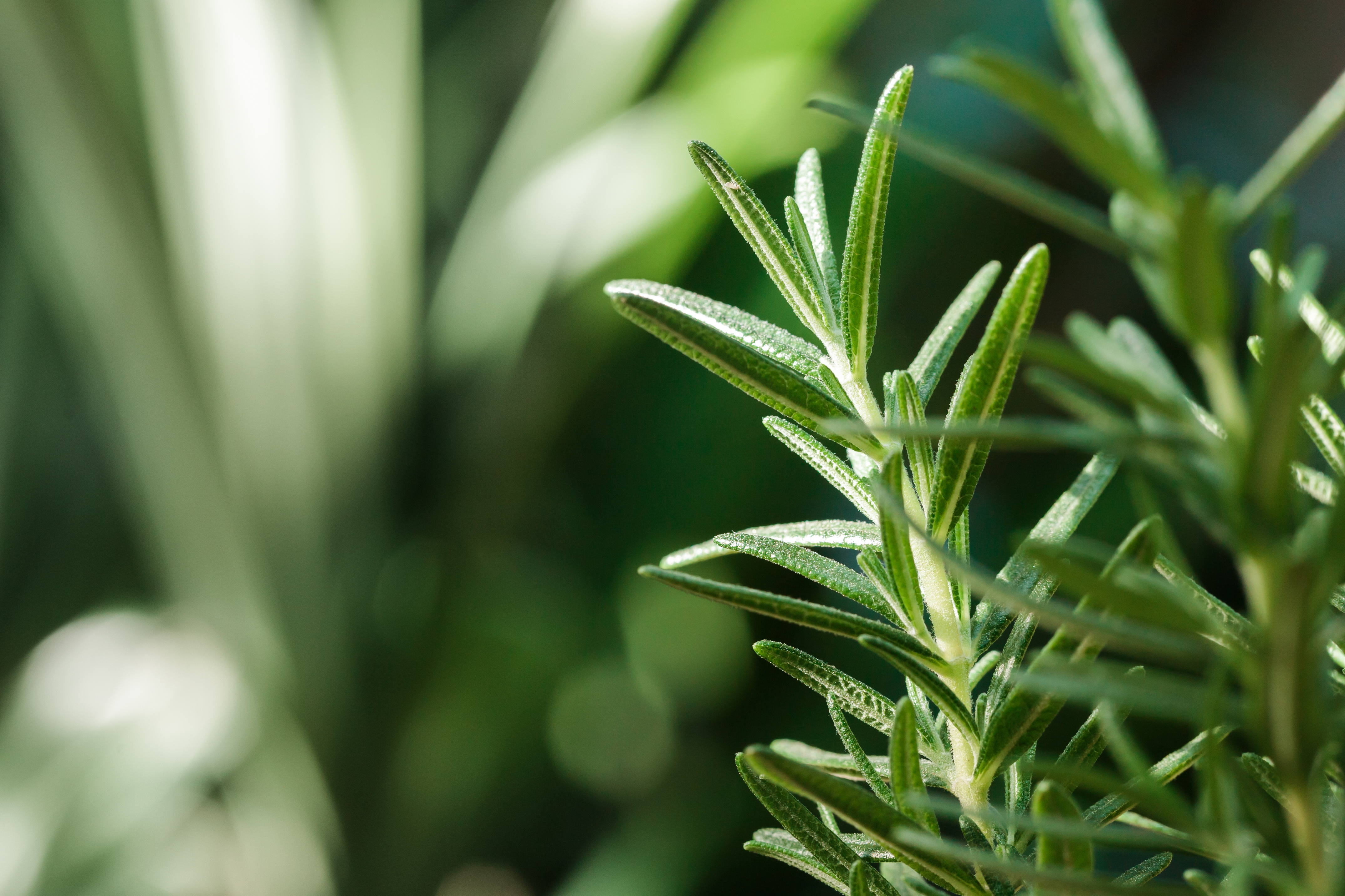 Rosemary for concentration