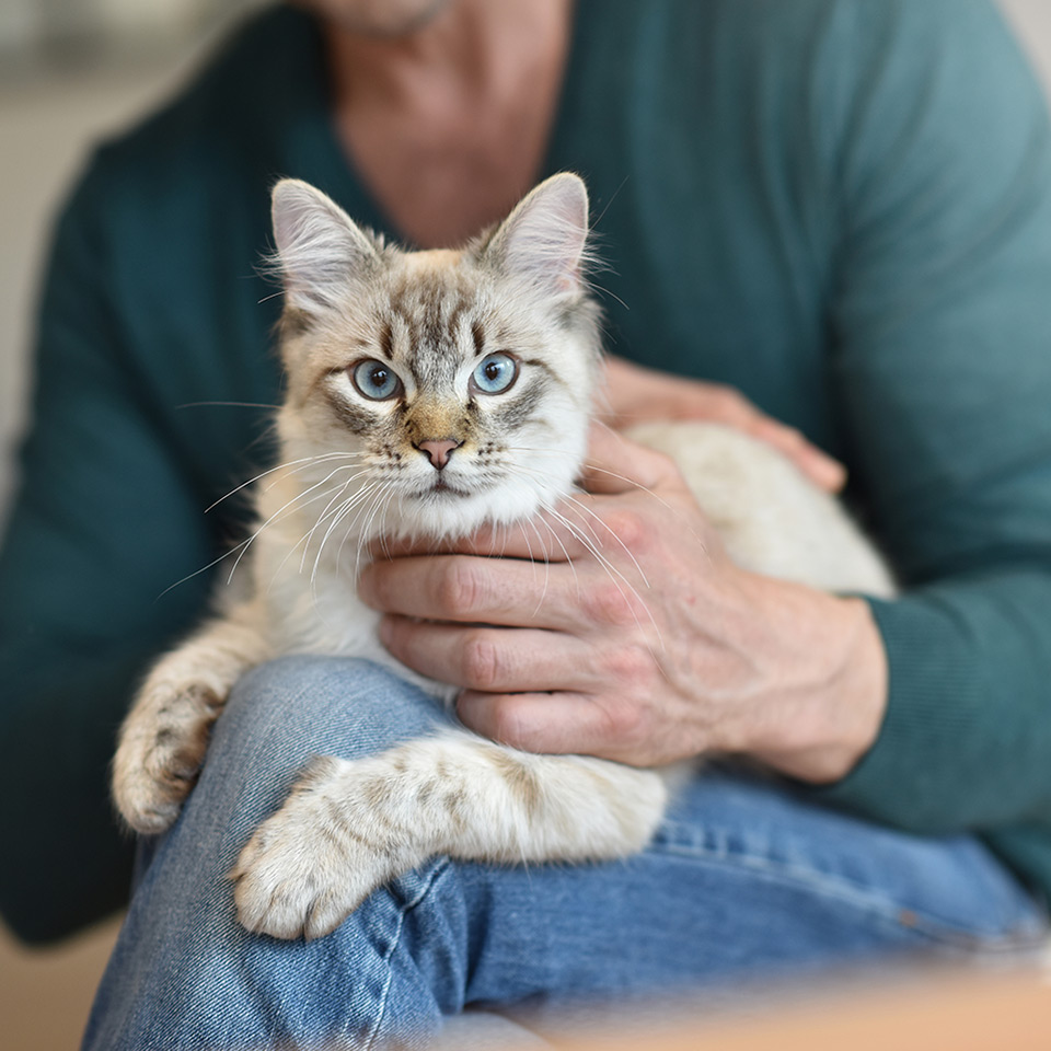 Animal Reiki Course | Training to Become a Practitioner Animal Reiki Course | Training to Become a Practitioner