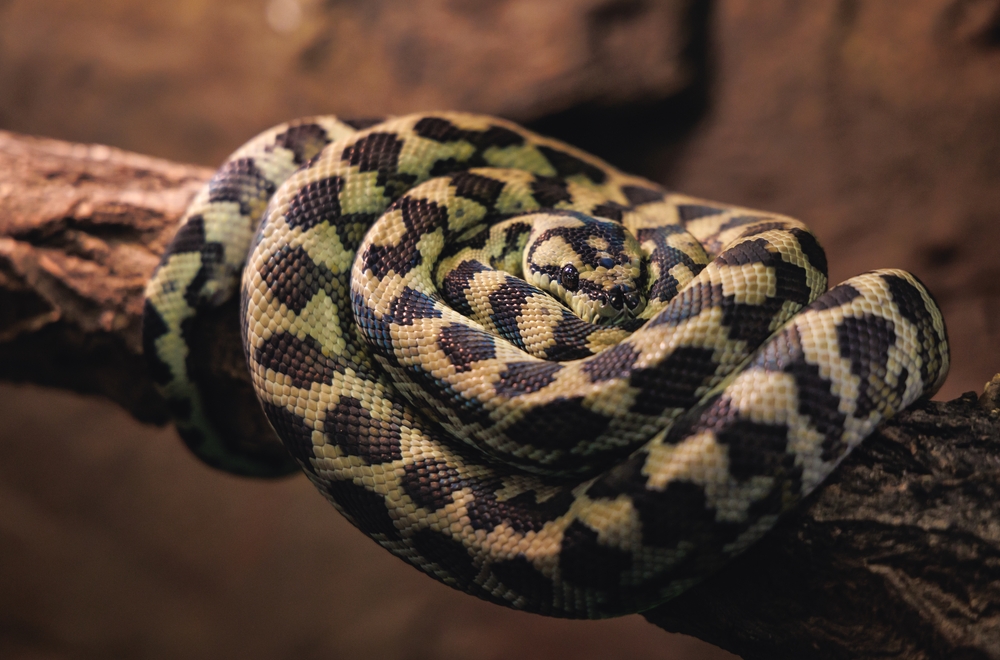 Carpet Python