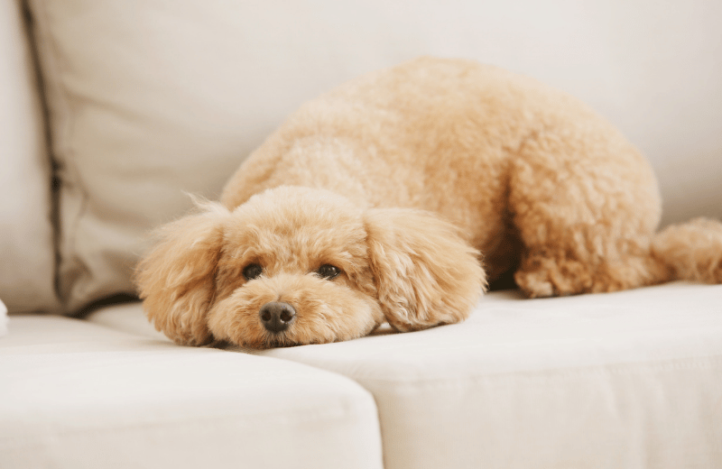 poodle on sofa