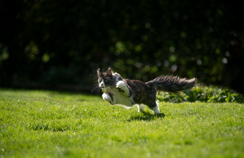 cat hunting in garden