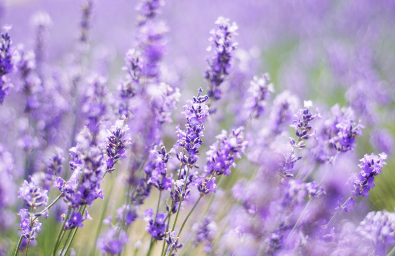 Lavender