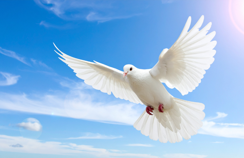 Image of a flying dove.