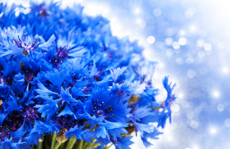 blue cornflowers